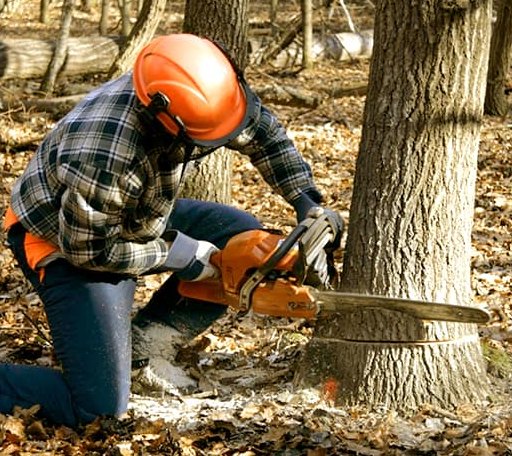 Tree Removal in Glenford, NY